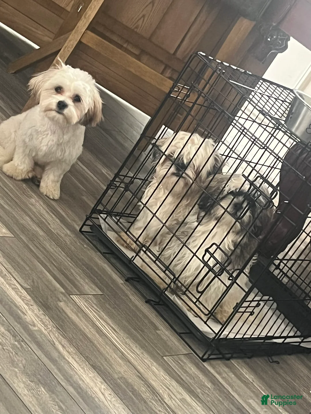 Gallery Image {{count}}