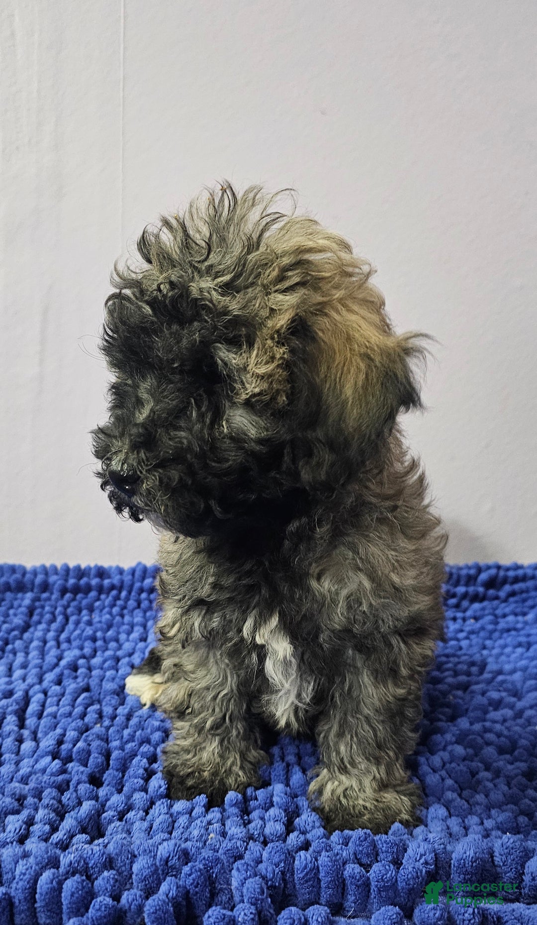 Goldendoodle dogs for sale:  Puppy 1 - Ad 4