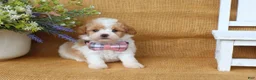 Cavapoo dogs for sale: Issac - Ad 3