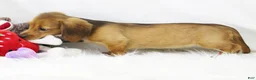 Dachshund dogs for sale: Candy Lou R 7562 - Ad 8