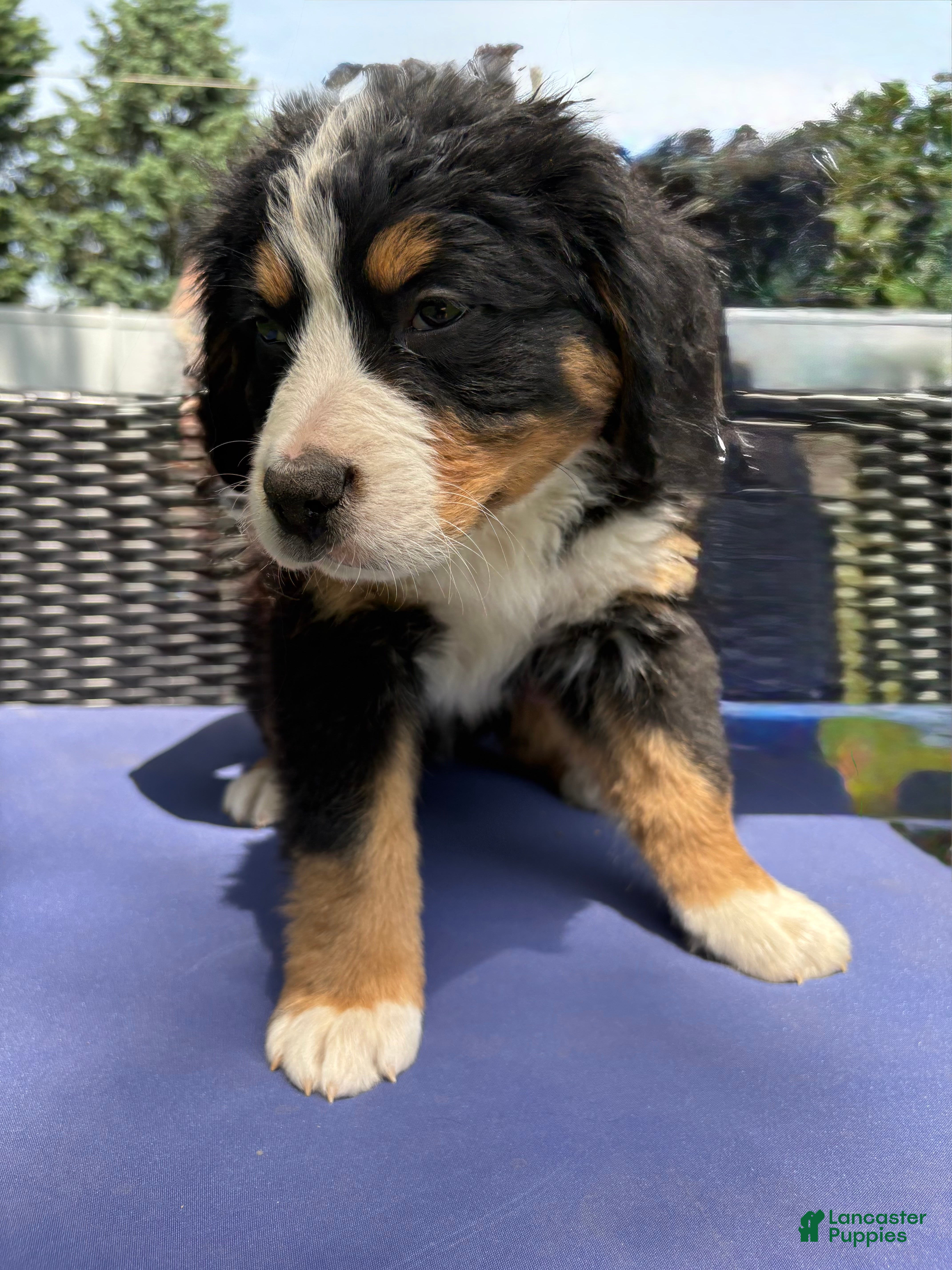 Bernese Mountain Dog dogs Otis  - Ad 2