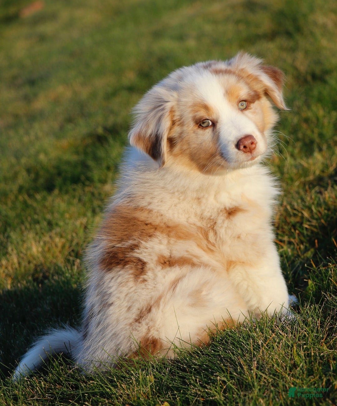 Australian Shepherd dogs for sale: Clara - Ad 20