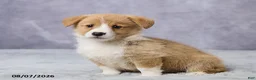 Welsh Corgi Pembroke dogs for sale: Atlas - Ad 3