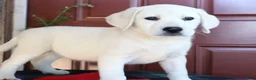 Labrador Retriever dogs for sale: Hudson - champion lines - Ad 3