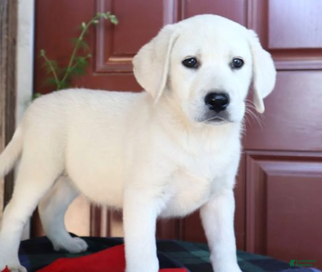 Labrador Retriever dogs for sale: Hudson - champion lines - Ad 3