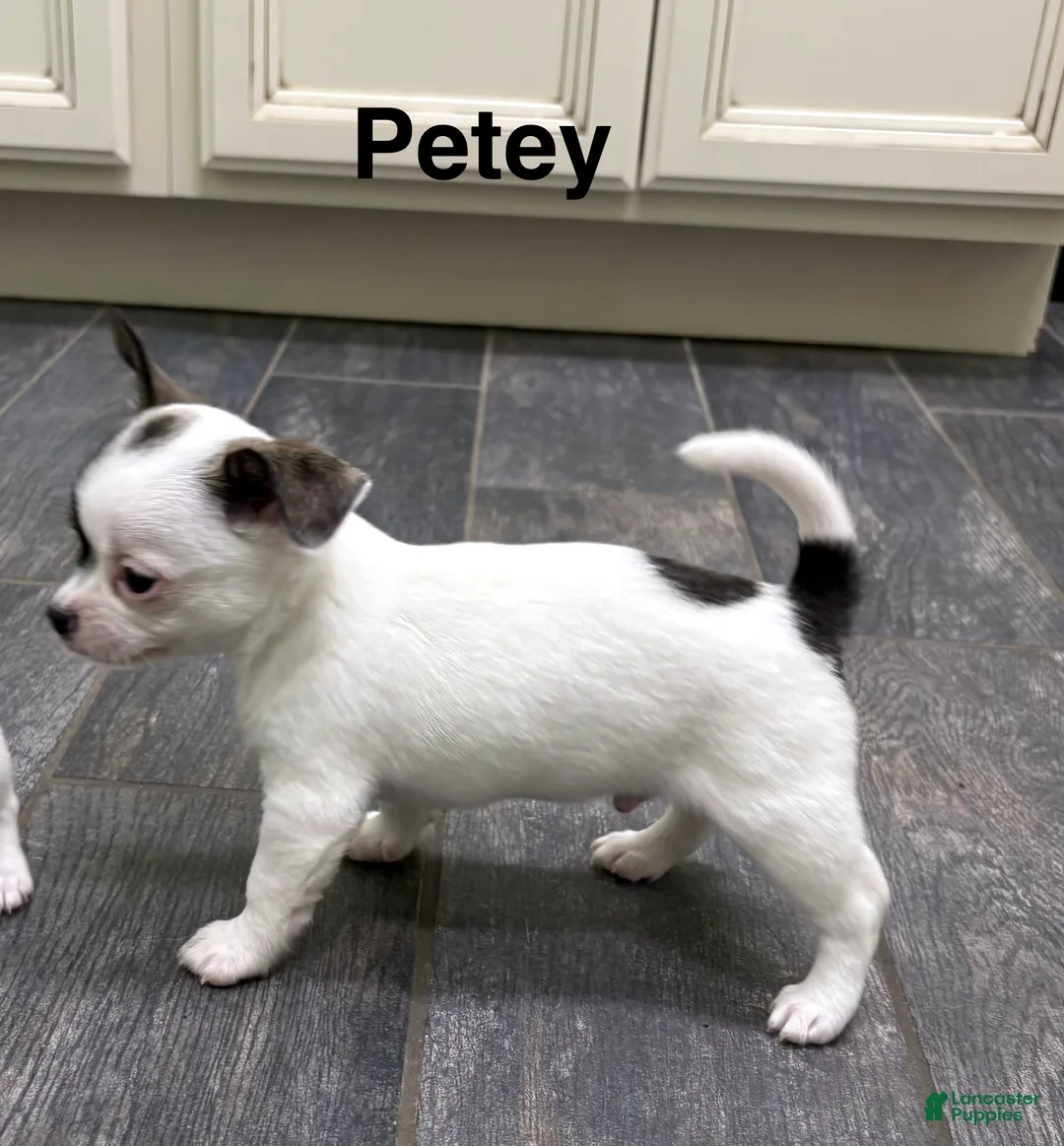 Chihuahua dogs for sale: Chihuahua Puppy 1 - Ad 2