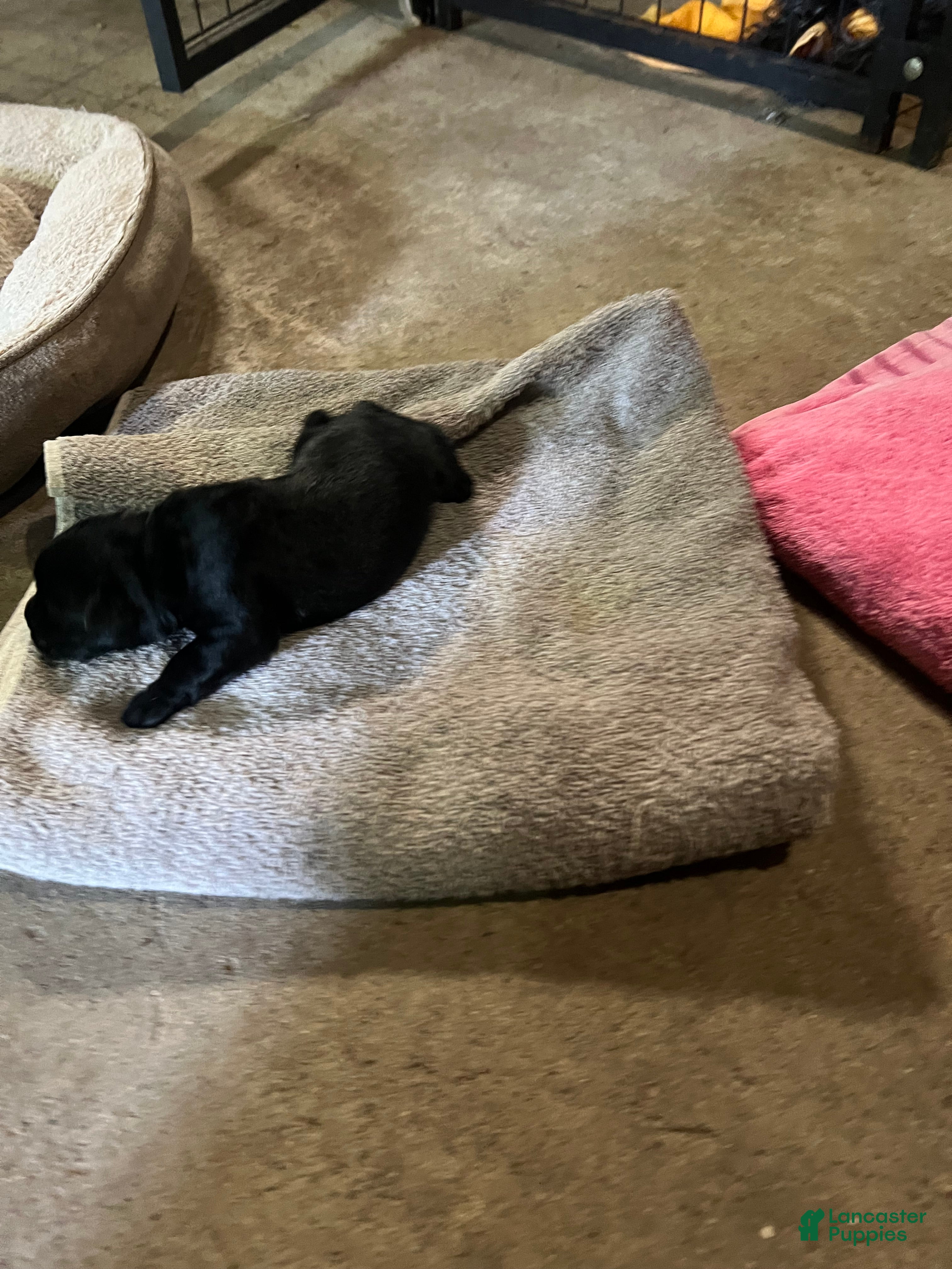 Miniature Schnauzer dogs Margo  - Ad 22