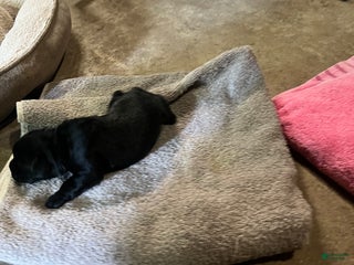 Miniature Schnauzer dogs Margo - Ad 42