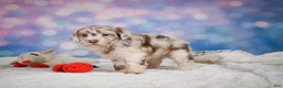 Mini Goldendoodle dogs for sale: Lucy - Ad 10