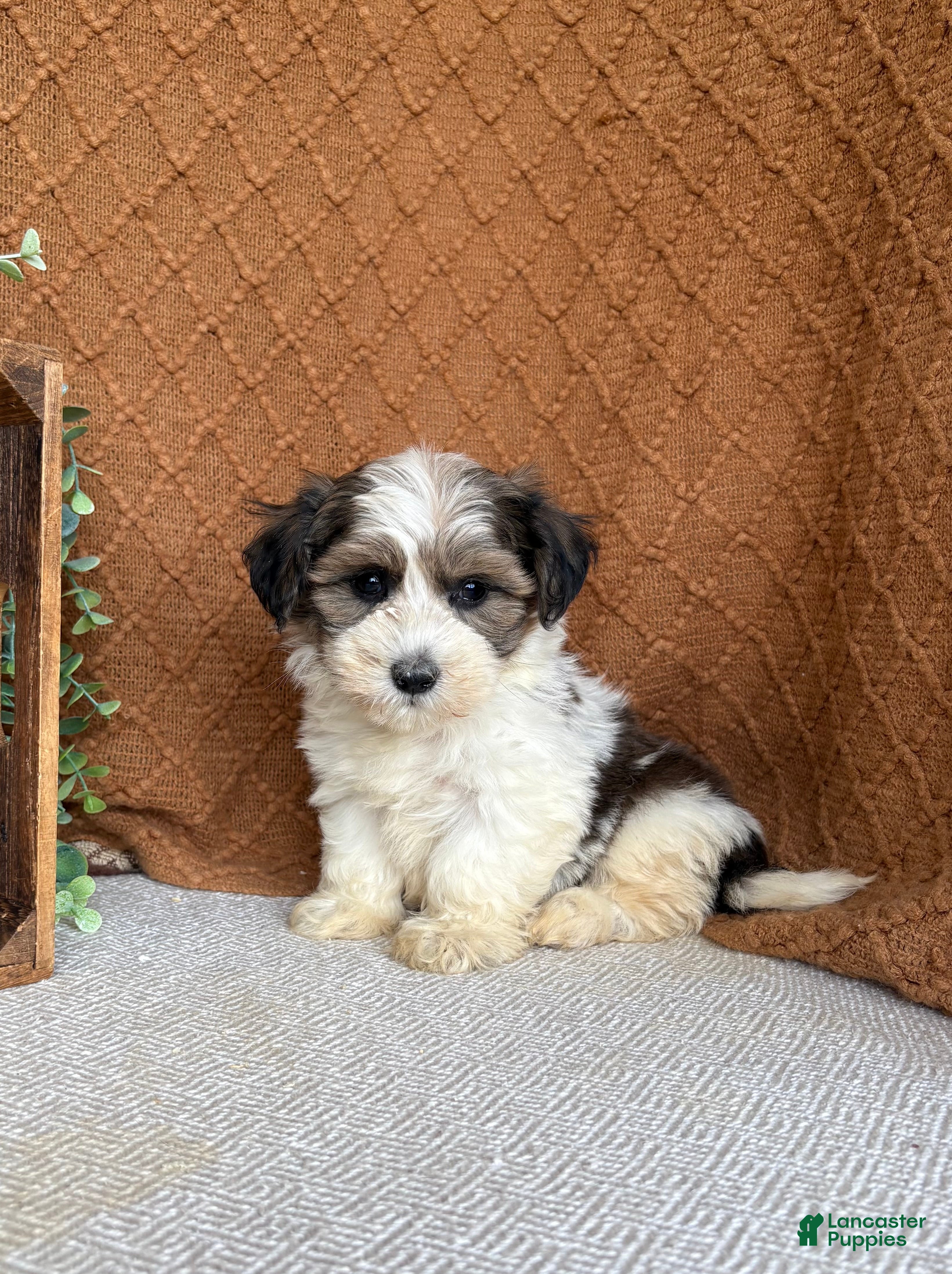 Havanese dogs Julia - Ad 1