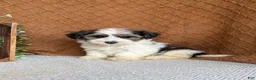 Havanese dogs for sale: Julia - Ad 1