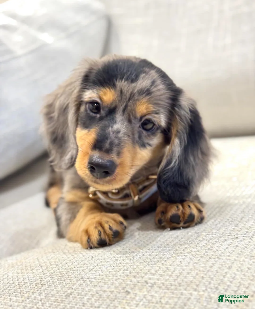 Dachshund dogs for sale: Dachshund Puppy 3 - Ad 2