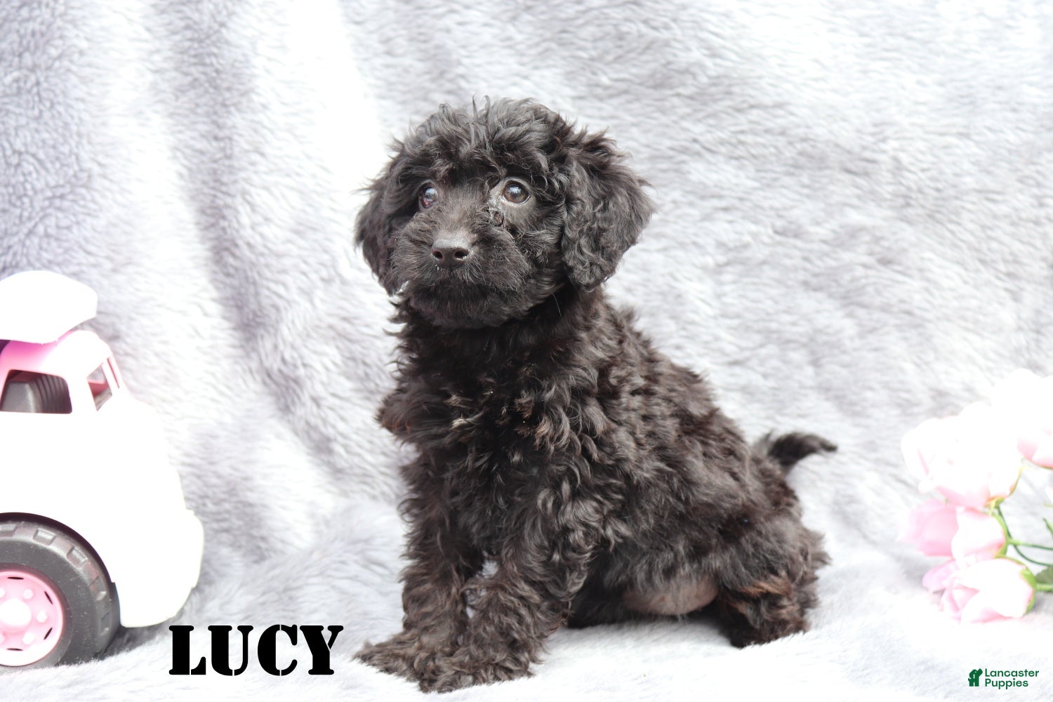 Mini Goldendoodle dogs Lucy - Ad 2