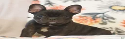 French Bulldog dogs for sale: Caleb  - Ad 3
