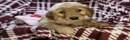 Golden Retriever dogs for sale: Bunny girl - Ad 4