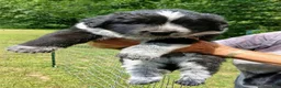 Mixed Breed dogs for sale: Tucker - Ad 3