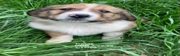 Collie dogs for sale: Travis - Ad 6