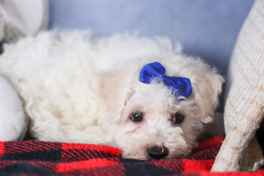 Bichon Frise dogs for sale: Dakota - Ad 2
