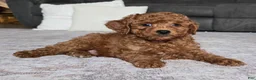 Miniature Poodle dogs for sale: Chase - Ad 4