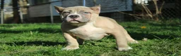 American Bully dogs for sale: Remble  - Ad 4