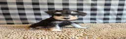 Miniature Schnauzer dogs for sale: Sarge - Ad 4
