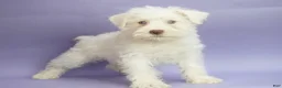 Miniature Schnauzer dogs for sale: Jojo - Ad 2