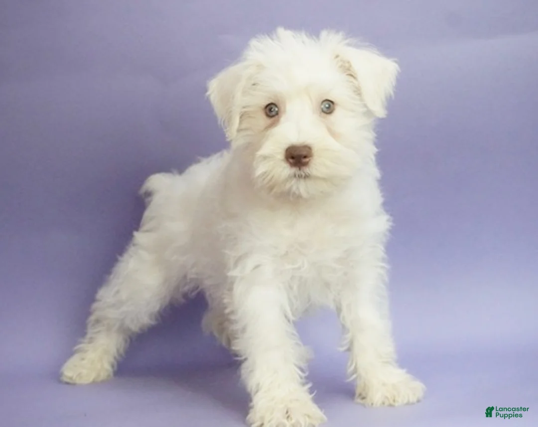 Miniature Schnauzer dogs for sale: Jojo - Ad 2