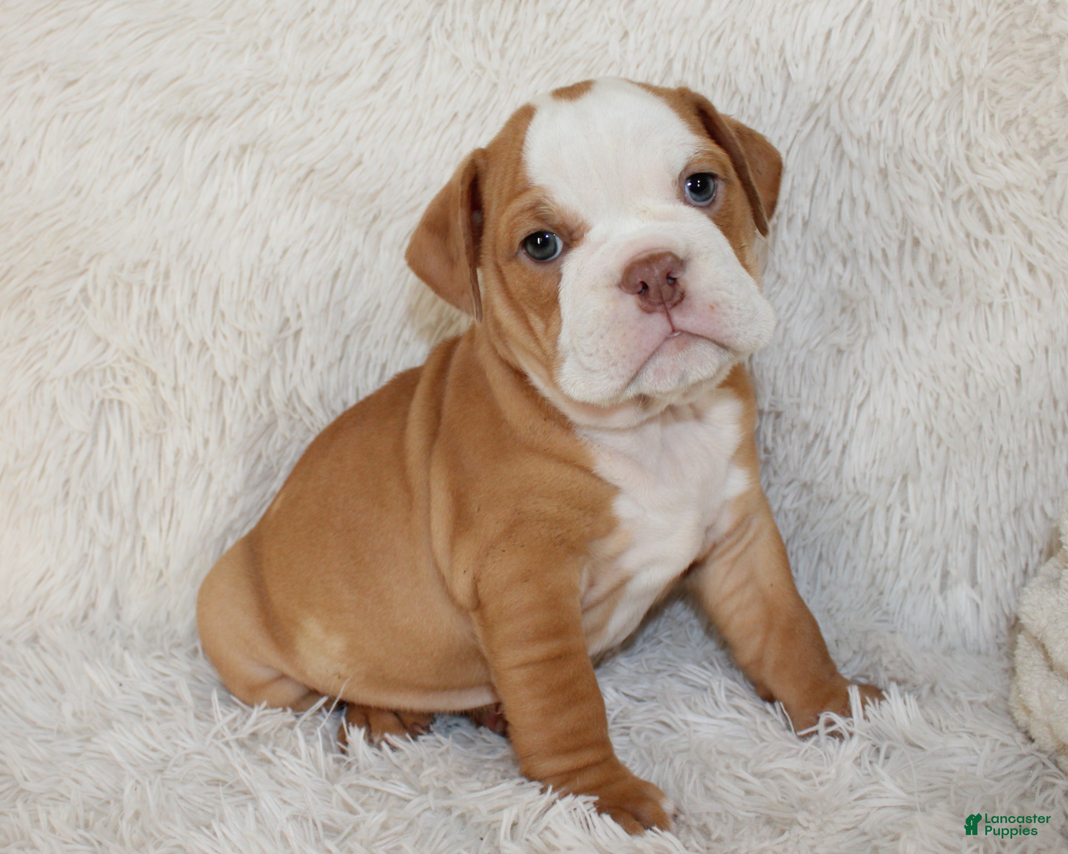 English Bulldog dogs Kallie - Ad 1