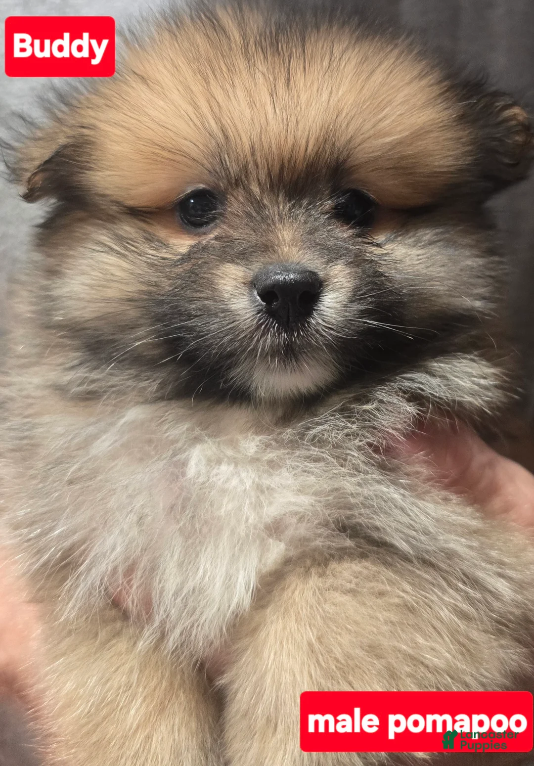 Pomapoo dogs for sale: Buddy - Ad 1