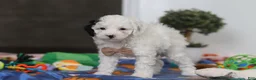 Miniature Poodle dogs for sale: Tate - Ad 5