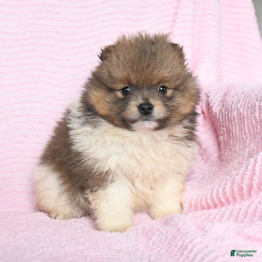 Pomeranian dogs Tootsie - Ad 11