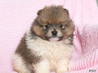 Pomeranian dogs Tootsie - Ad 9