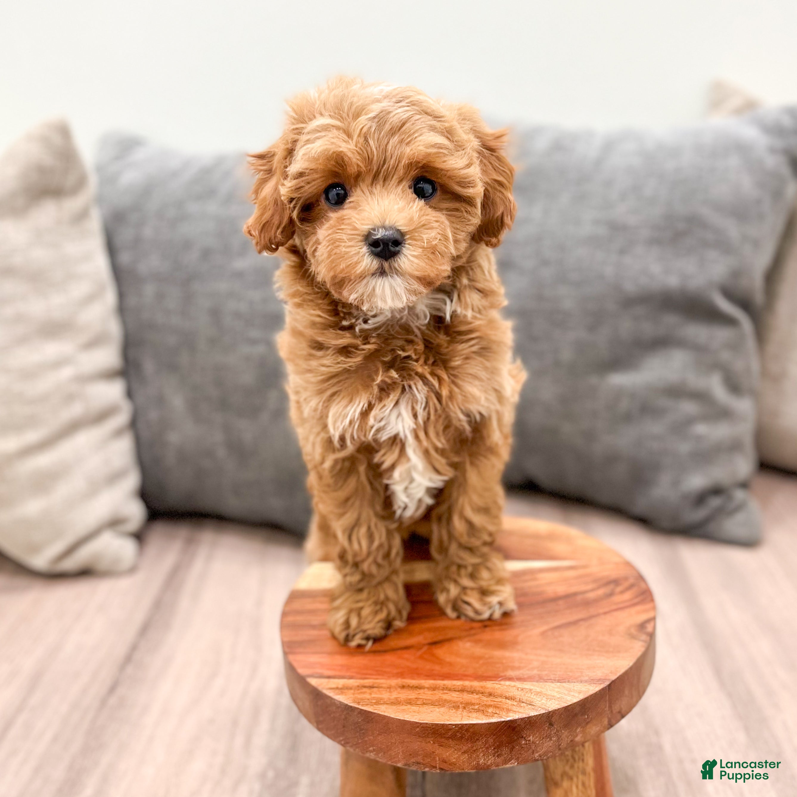 Cavapoo dogs Althea - Ad 2