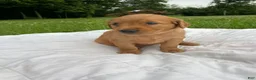 Golden Retriever dogs for sale: Pixie - Ad 12