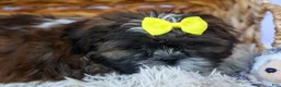 Shih Tzu dogs for sale: RUBBLE - Ad 11