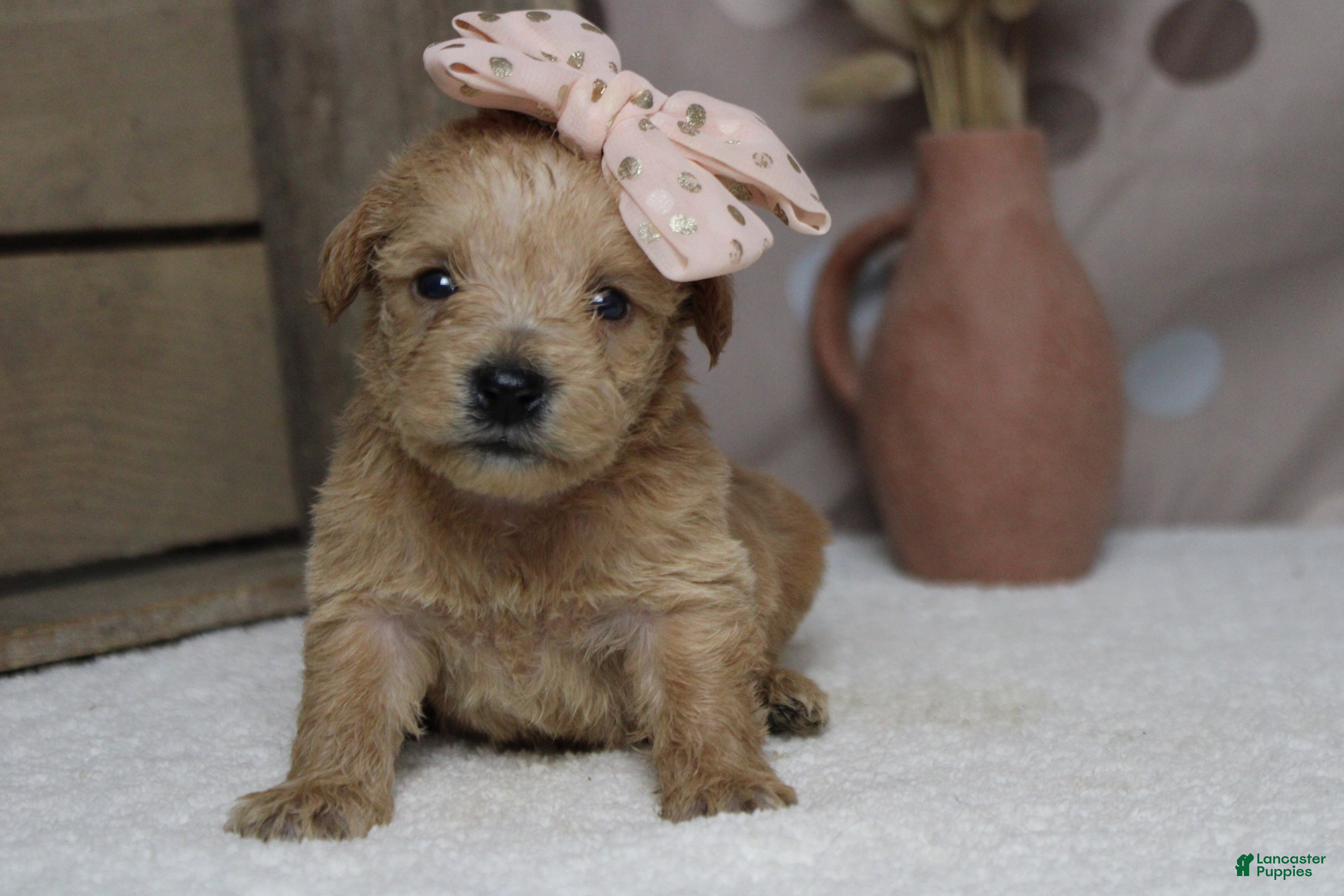 Schnoodle dogs Champaign  - Ad 6