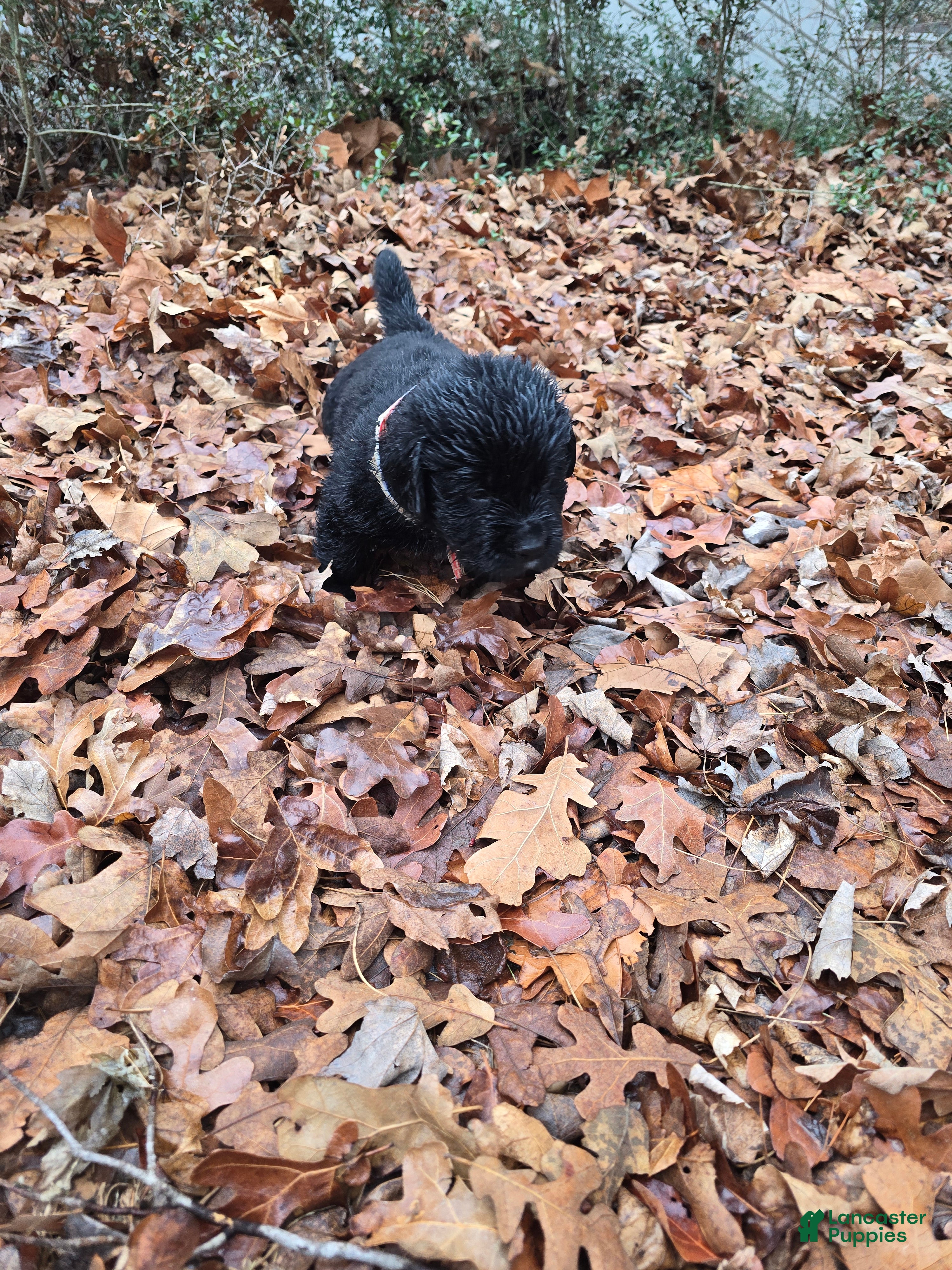 Newfoundland dogs Newfoundland Puppy 1 - Ad 2