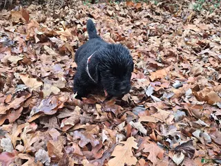 Newfoundland dogs Newfoundland Puppy 1 - Ad 2
