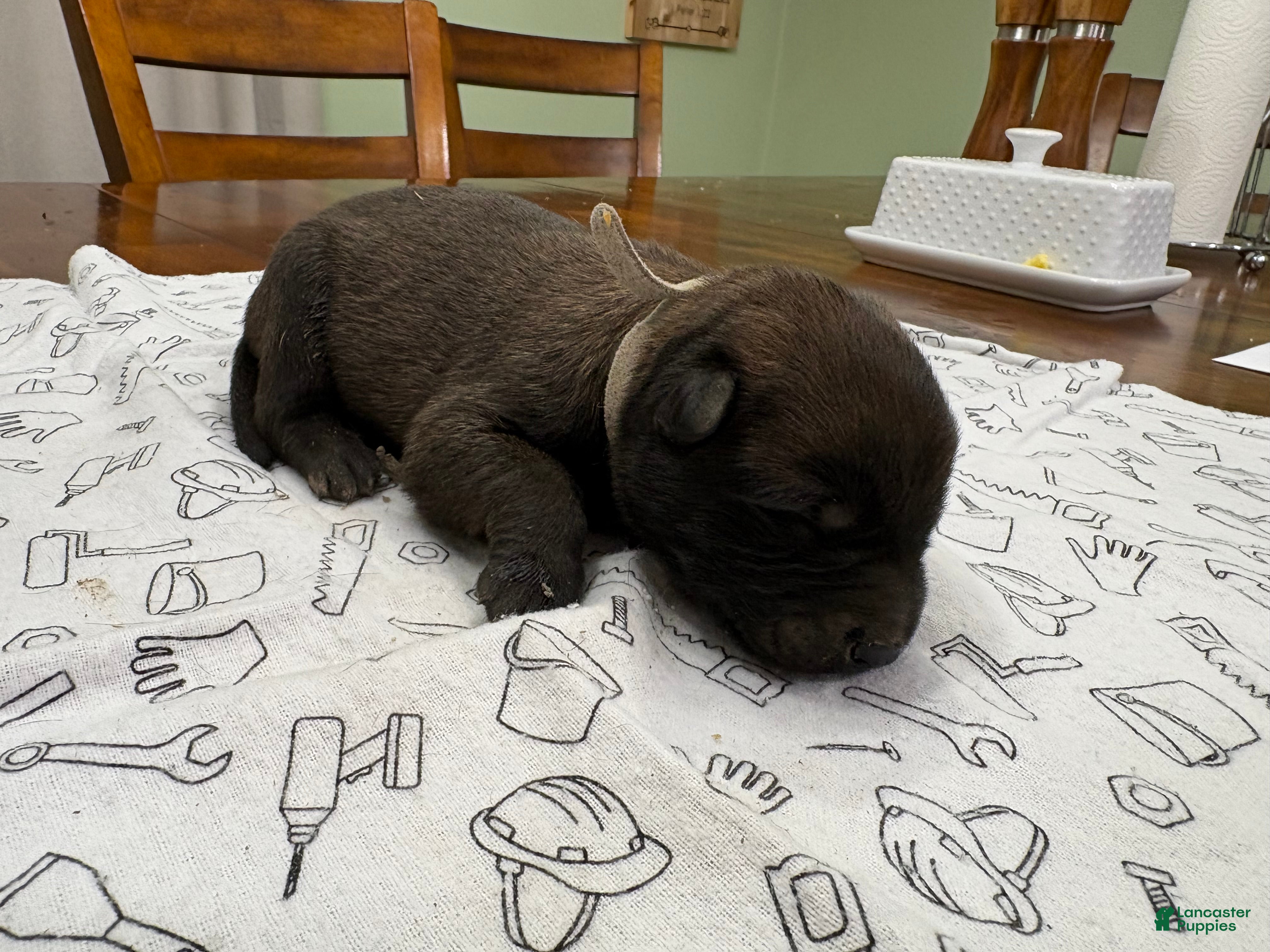 Belgian Malinois dogs for sale: Birch (gray) - Ad 28