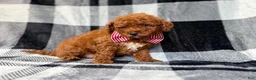 Mini Goldendoodle dogs for sale: Scout - Ad 3