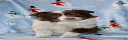 Australian Shepherd dogs for sale: Dixie - Ad 1