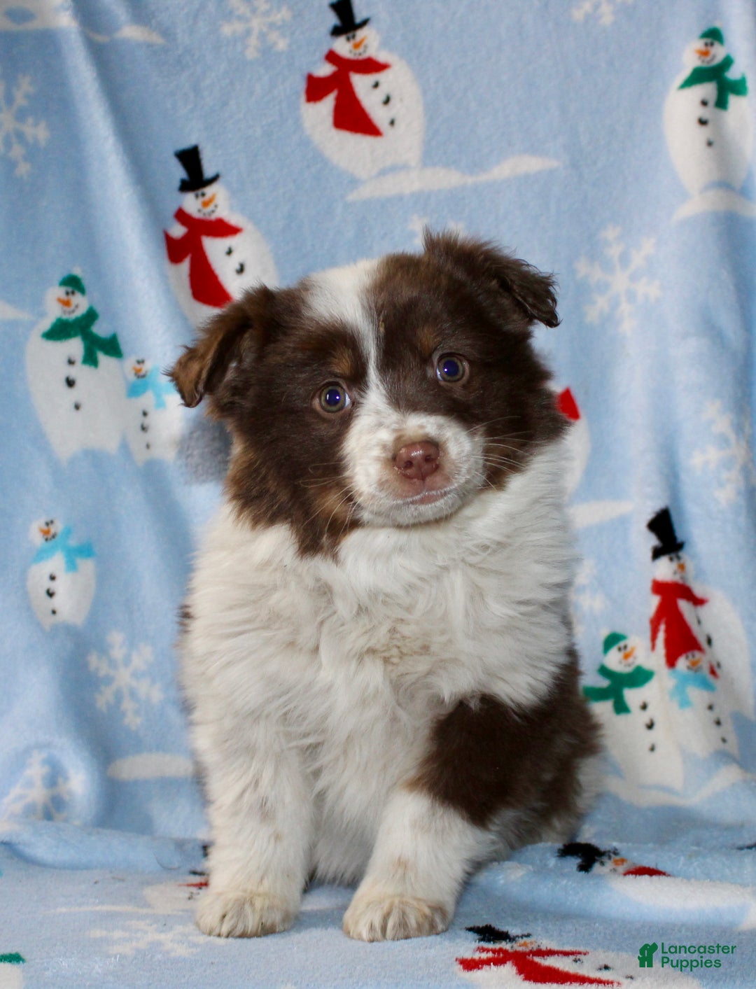 Australian Shepherd dogs for sale: Dixie - Ad 1