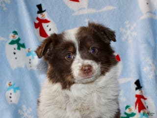 Australian Shepherd dogs Dixie - Ad 16