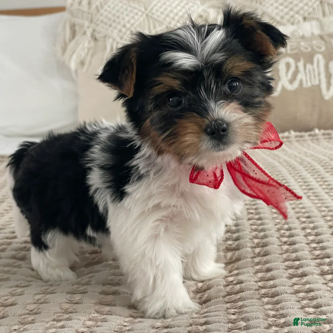 Biewer Terrier dogs for sale: Molly - Ad 7