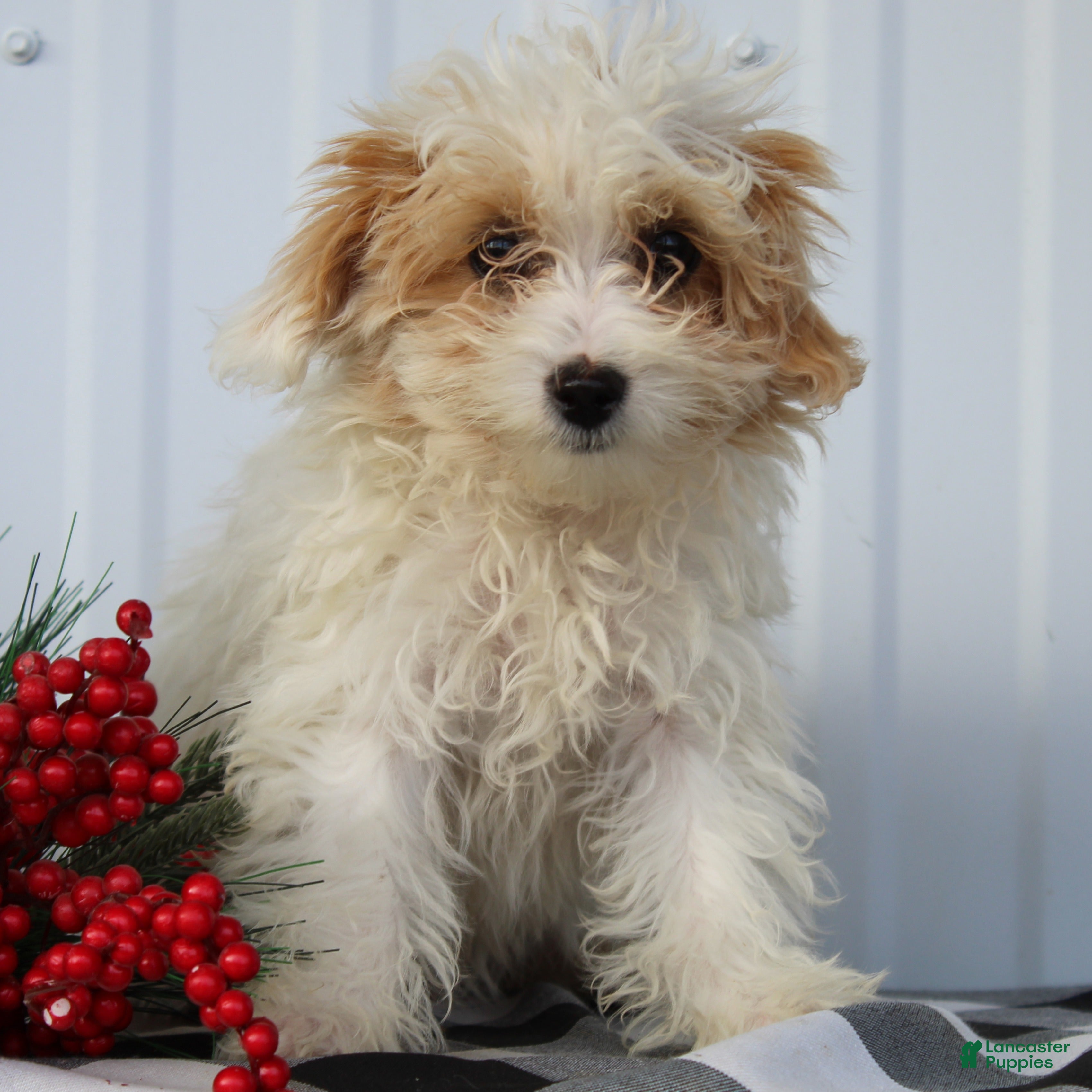 Maltipoo dogs Delilah - Ad 4