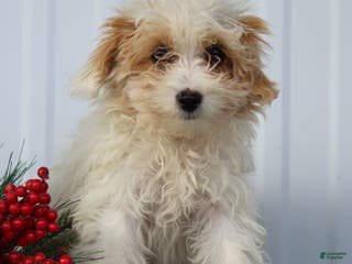 Maltipoo dogs Delilah - Ad 27