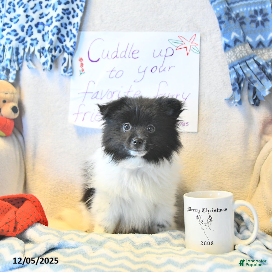 Mixed Breed dogs for sale: Dixon - Ad 12