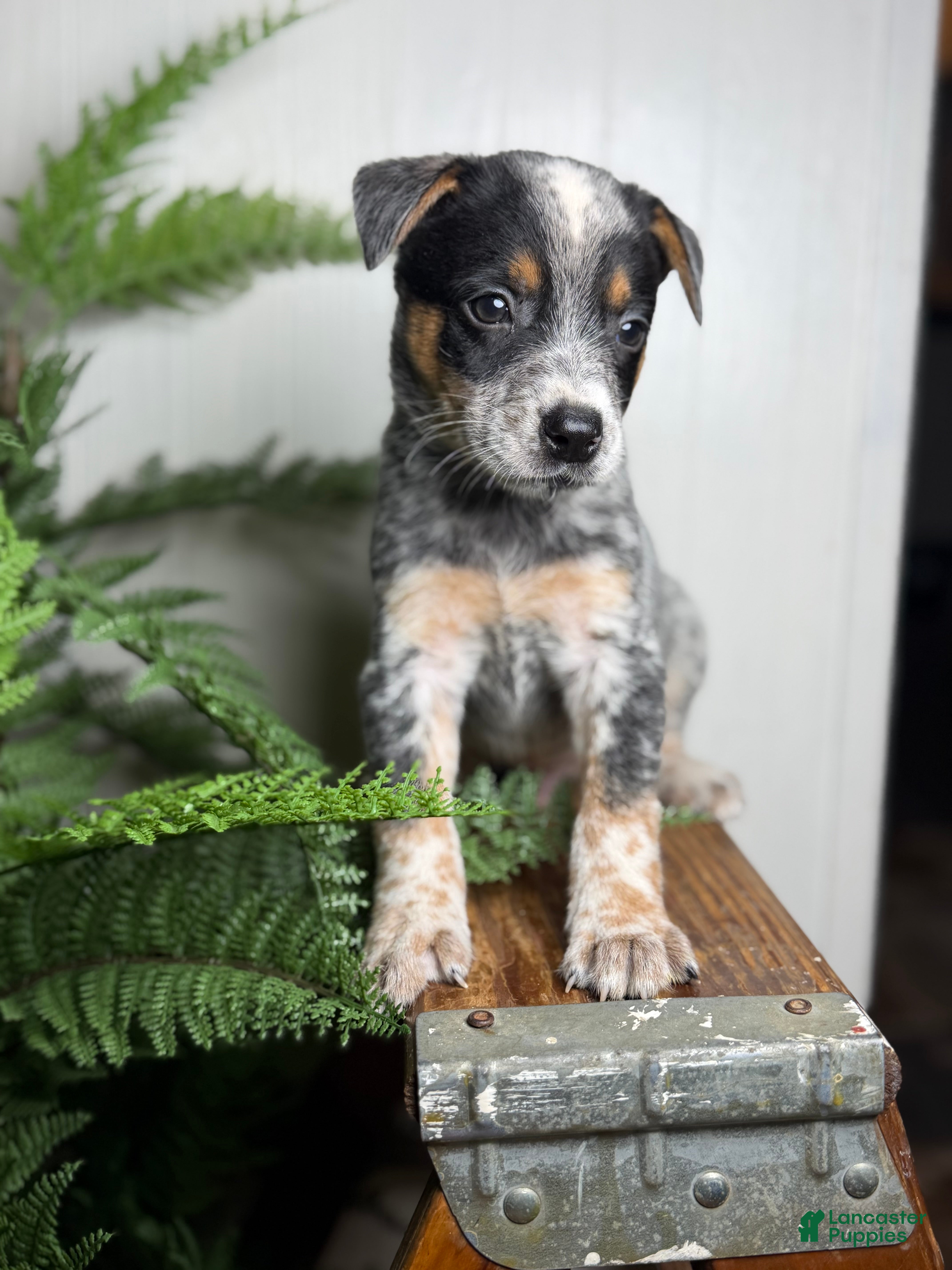 Australian Cattle Dog dogs Rogue - Ad 2