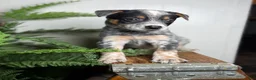 Australian Cattle Dog dogs for sale: Rogue - Ad 2