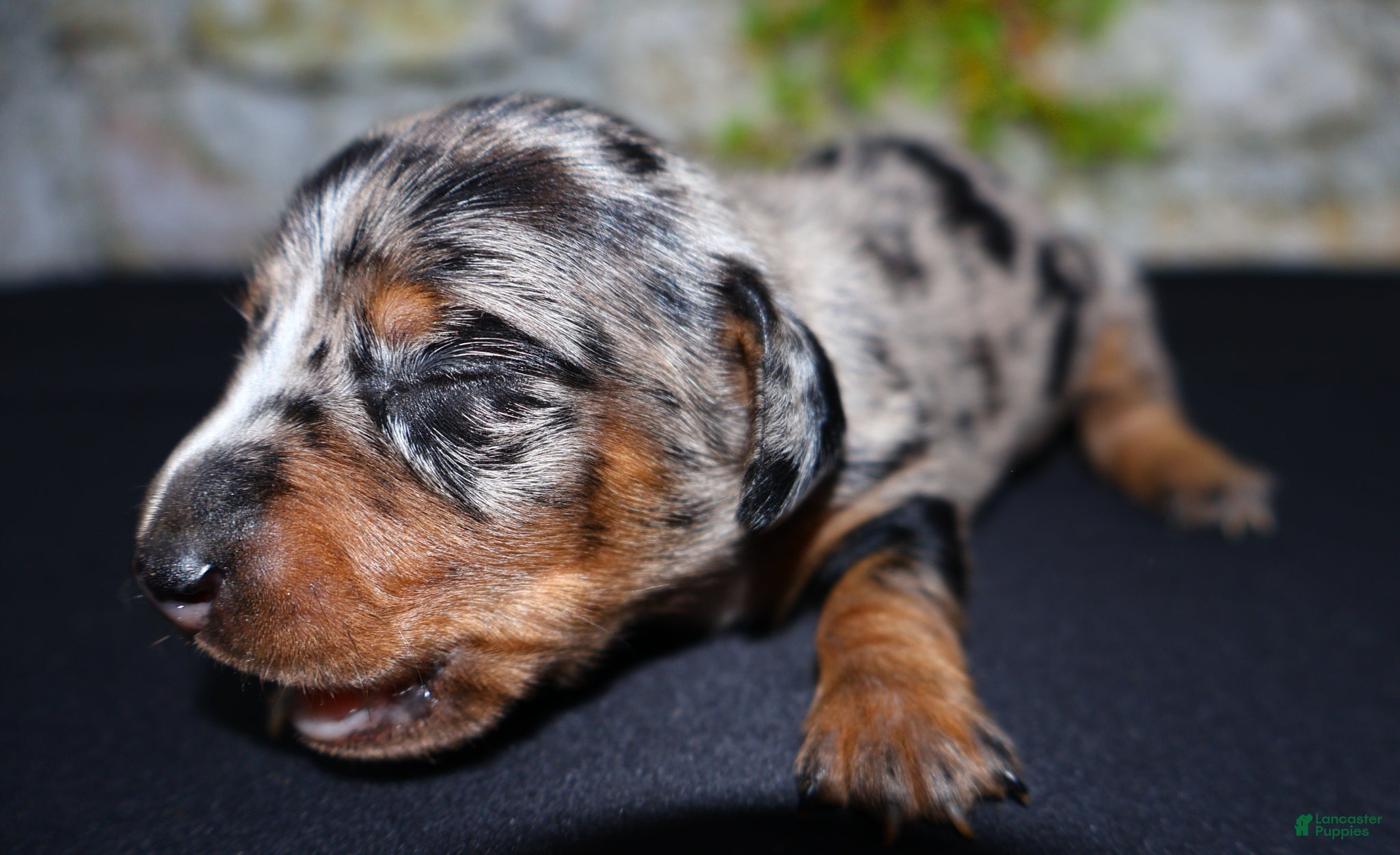 Miniature Dachshund dogs Miniature Dachshund Puppy 4 - Ad 2